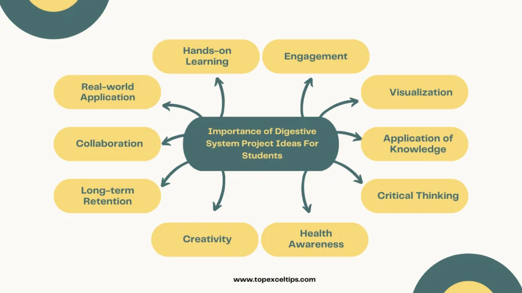 importance of digestive system project ideas for students