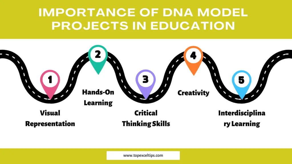 importance of dna model projects in education