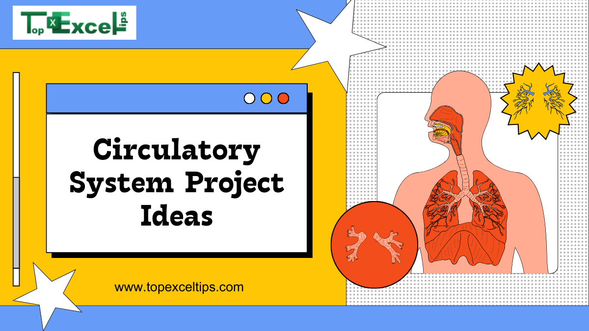 circulatory system project ideas